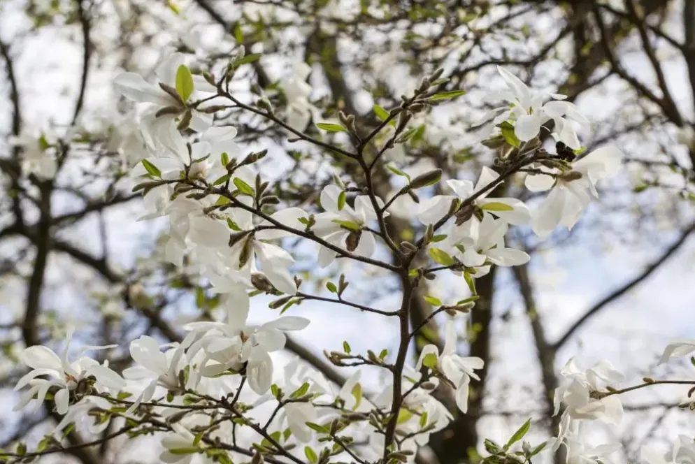 Magnolia kobus (Beverboom)