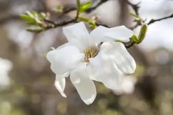 Magnolia kobus (Beverboom)