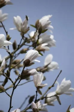 Magnolia kobus (Beverboom)