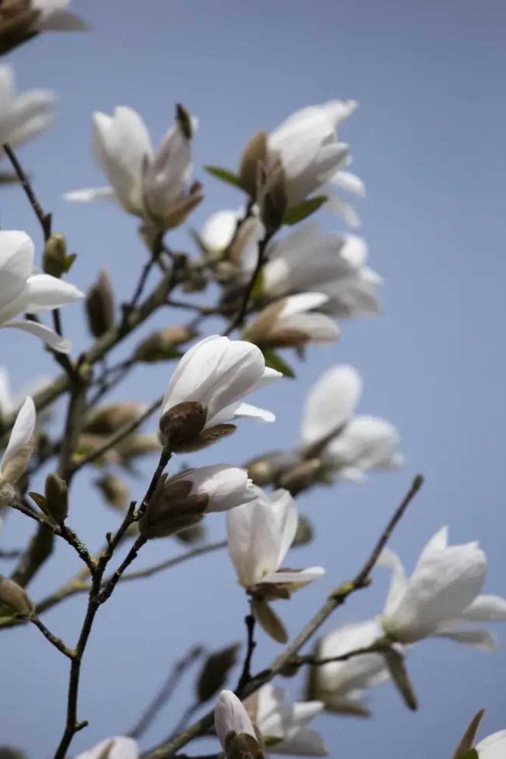 Magnolia kobus (Beverboom)