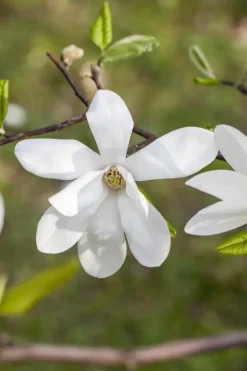 Magnolia kobus (Beverboom)