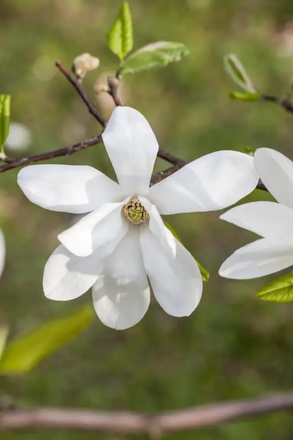 Magnolia kobus (Beverboom)