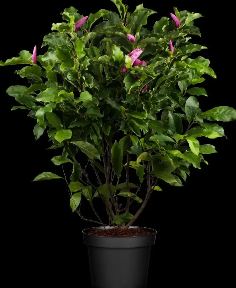 Magnolia liliiflora 'Susan' (Beverboom 'Susan')