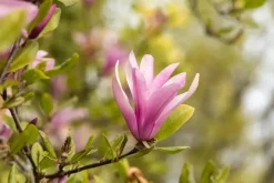 Magnolia liliiflora 'Susan' (Beverboom 'Susan')