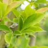 Magnolia liliiflora 'Susan' (Beverboom 'Susan')