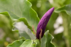 Magnolia liliiflora 'Susan' (Beverboom 'Susan')