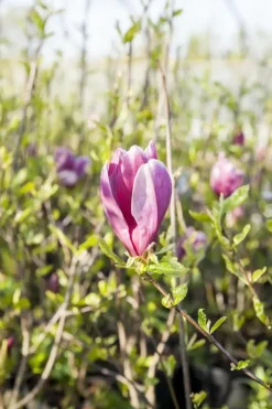 Magnolia liliiflora 'Susan' (Beverboom 'Susan')