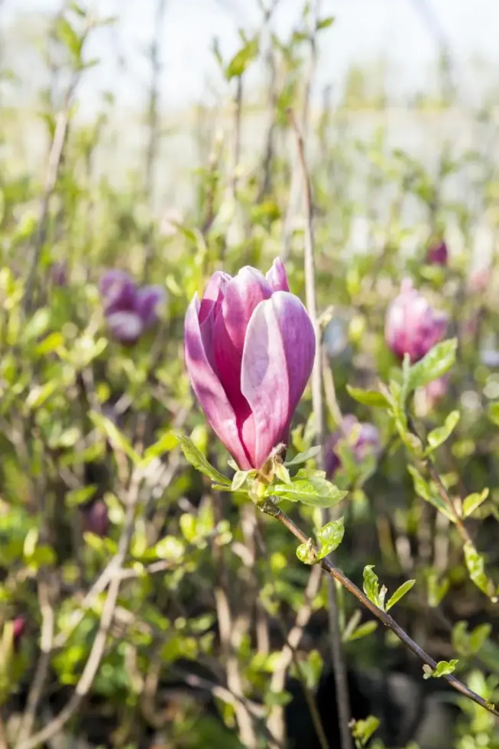 Magnolia liliiflora 'Susan' (Beverboom 'Susan')