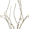 Magnolia stellata (Beverboom)