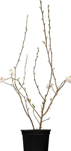 Magnolia stellata (Beverboom)