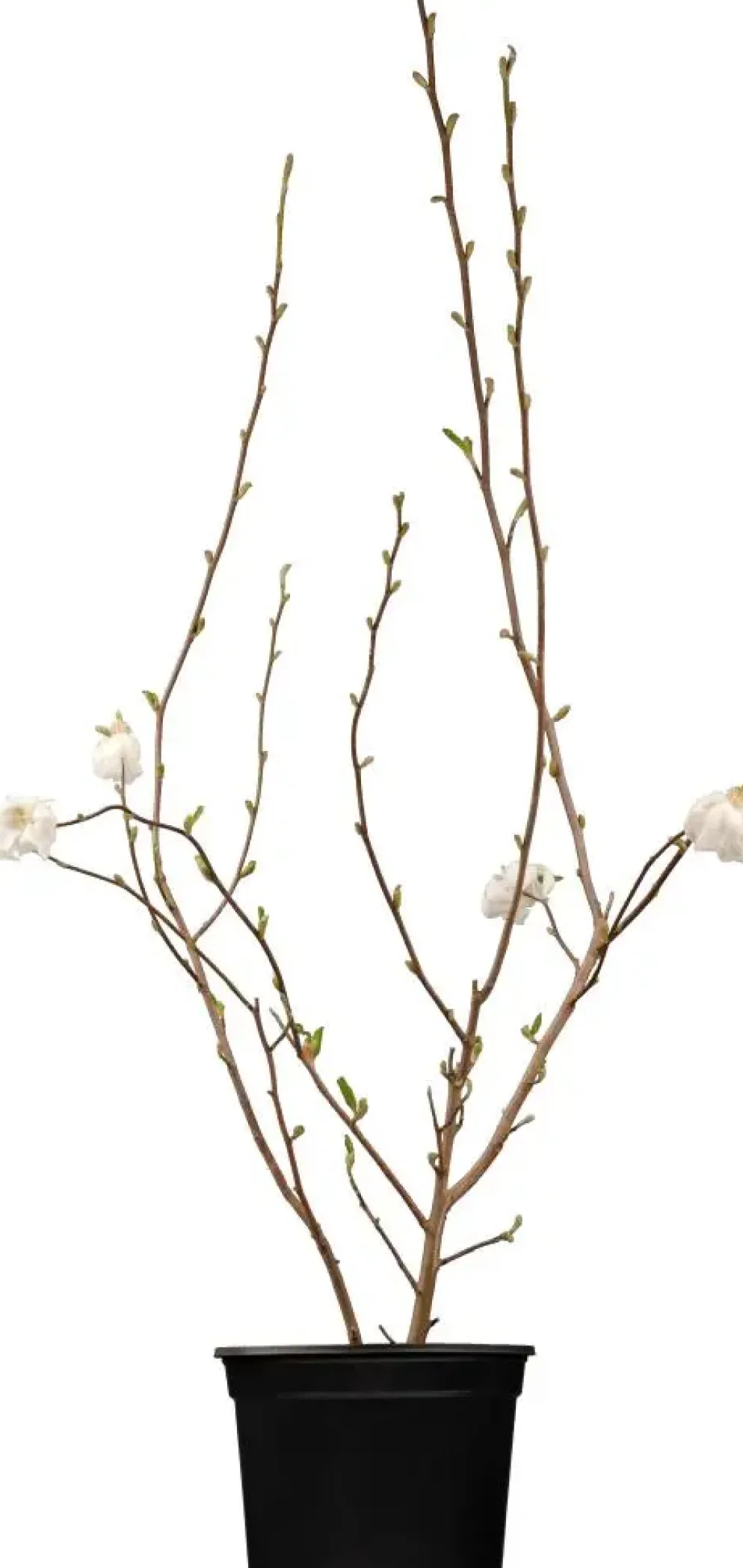 Magnolia stellata (Beverboom)