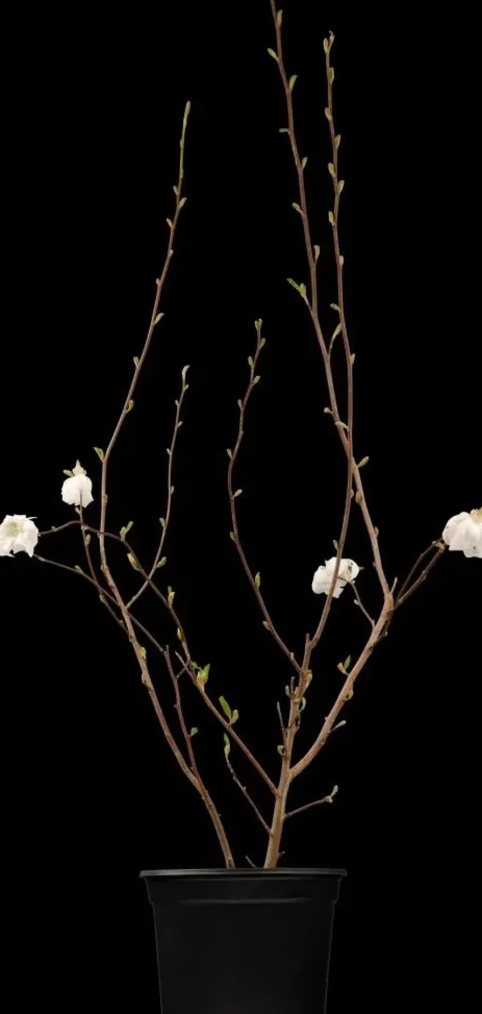 Magnolia stellata (Beverboom)