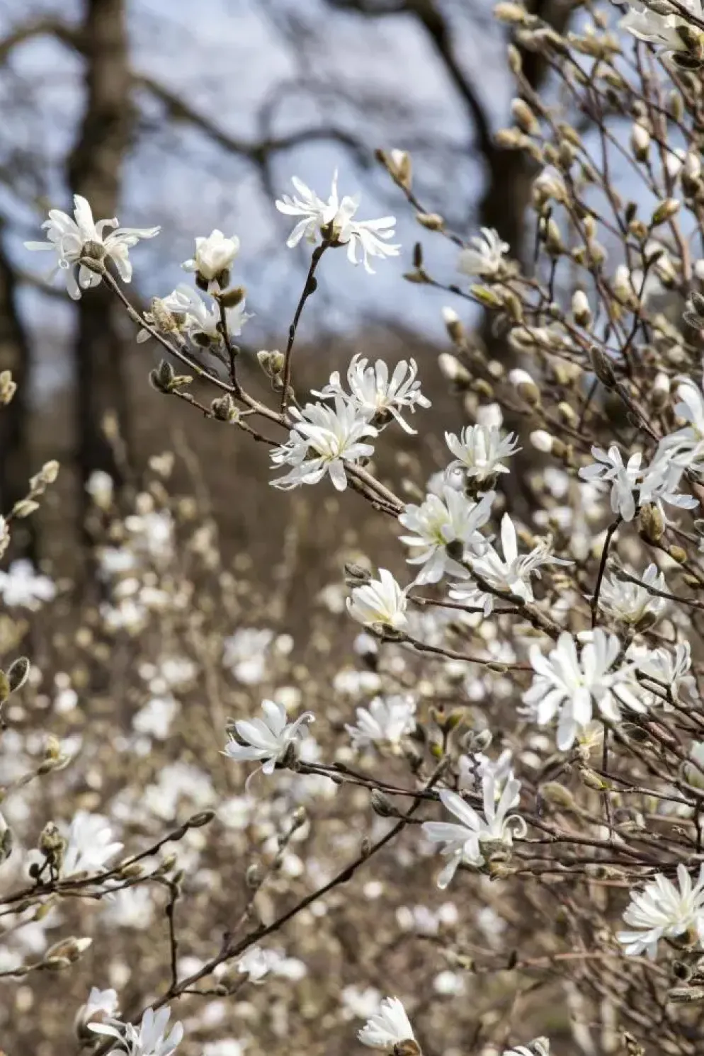 Magnolia stellata (Beverboom)