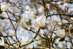 Magnolia stellata (Beverboom)