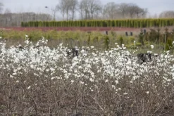 Magnolia stellata (Beverboom)