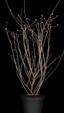 Magnolia stellata (Beverboom)