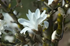 Magnolia stellata (Beverboom)
