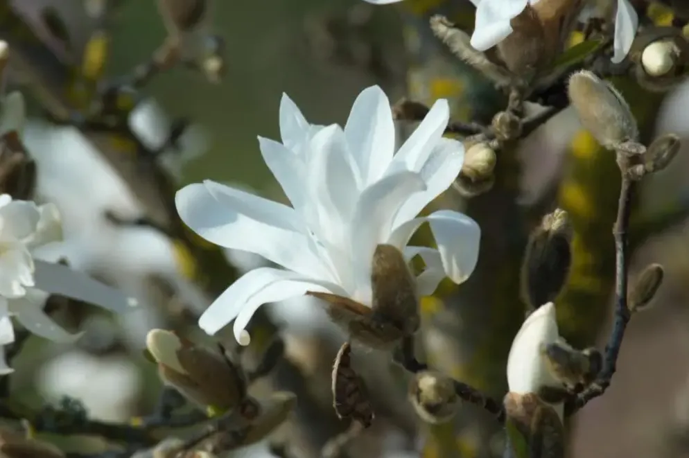 Magnolia stellata (Beverboom)