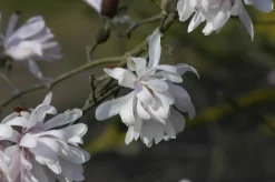 Magnolia stellata (Beverboom)