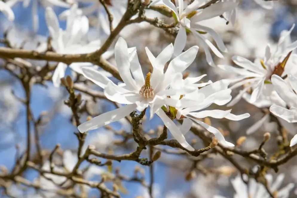 Magnolia stellata (Beverboom)