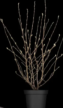 Magnolia stellata (Beverboom)