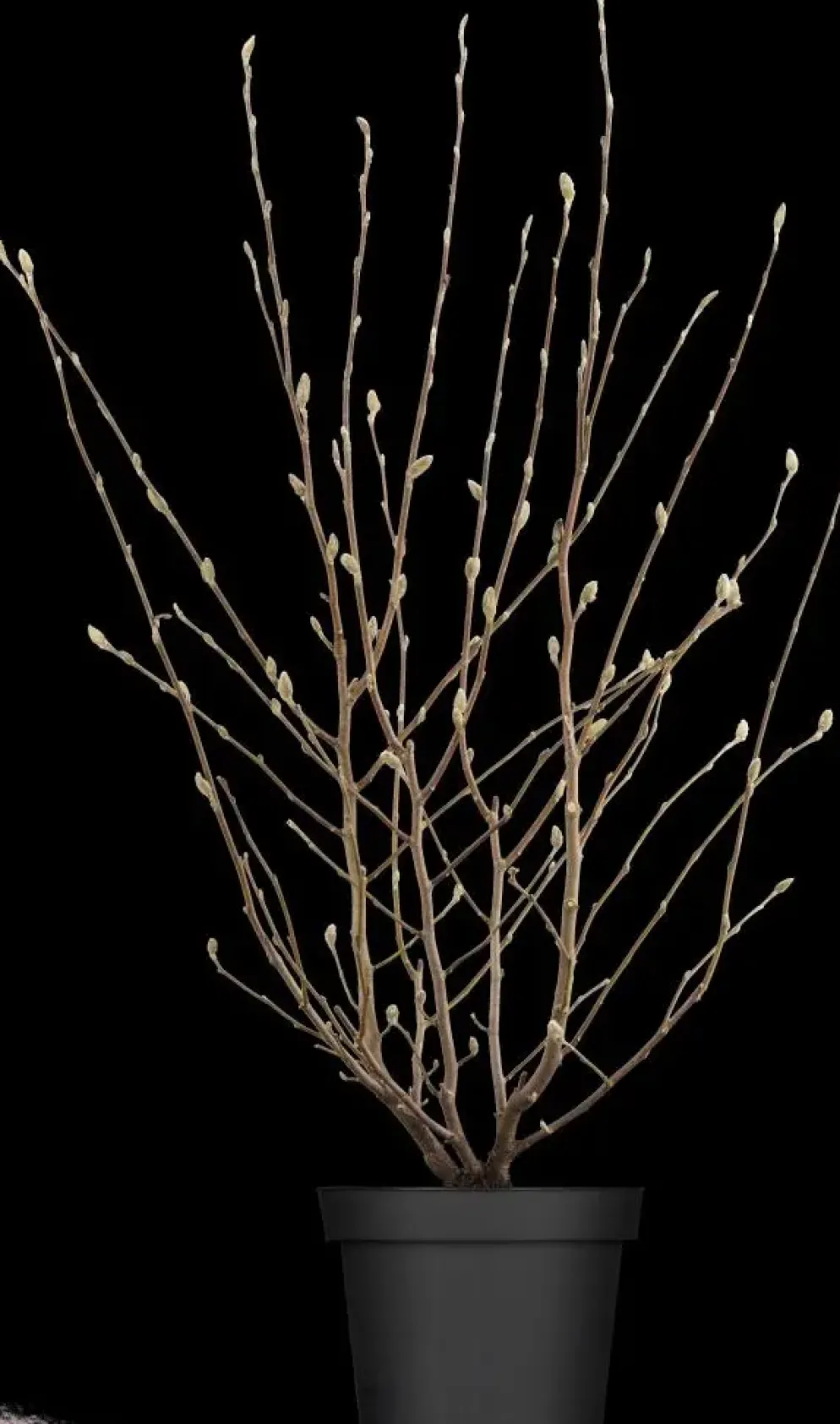 Magnolia stellata (Beverboom)