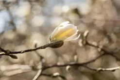 Magnolia stellata (Beverboom)