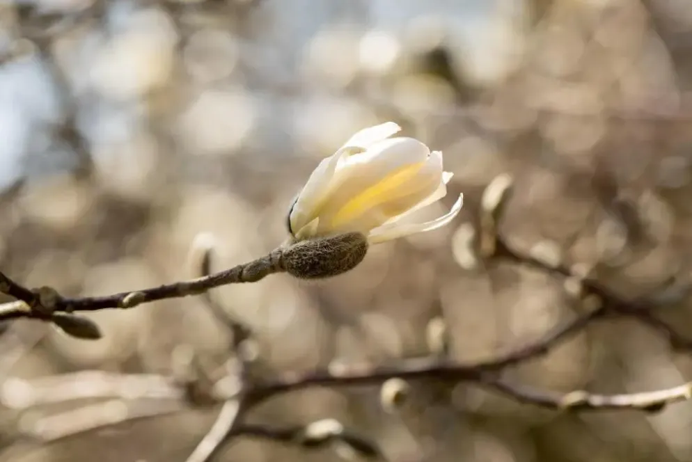 Magnolia stellata (Beverboom)