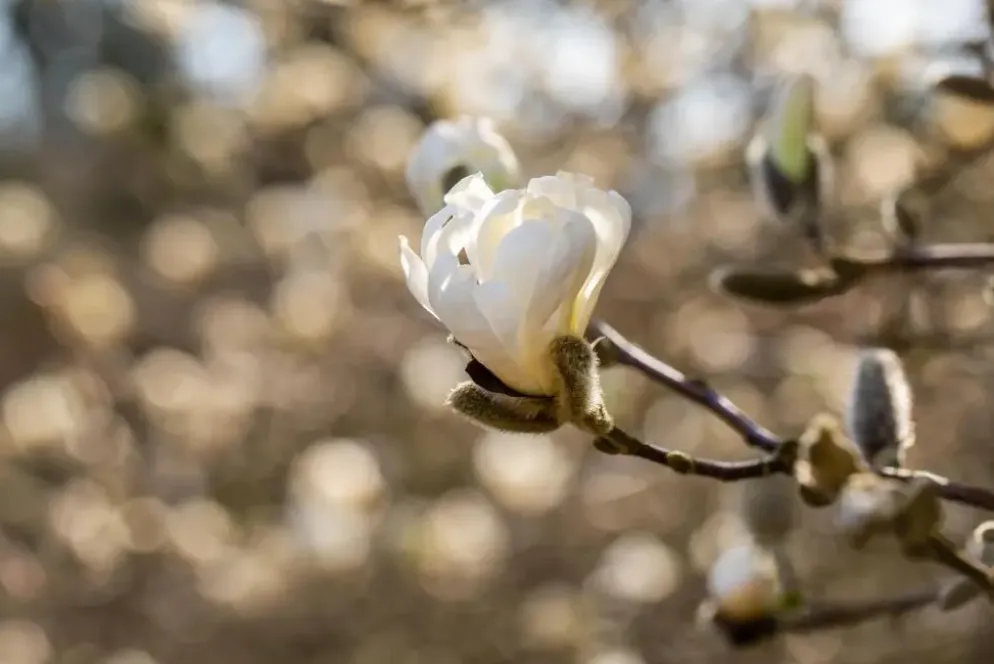 Magnolia stellata (Beverboom)