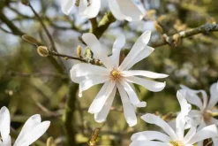 Magnolia stellata (Beverboom)