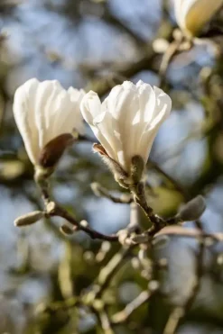 Magnolia stellata (Beverboom)