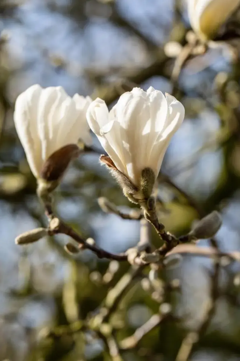 Magnolia stellata (Beverboom)