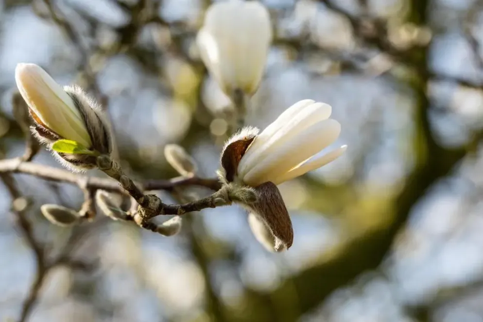 Magnolia stellata (Beverboom)