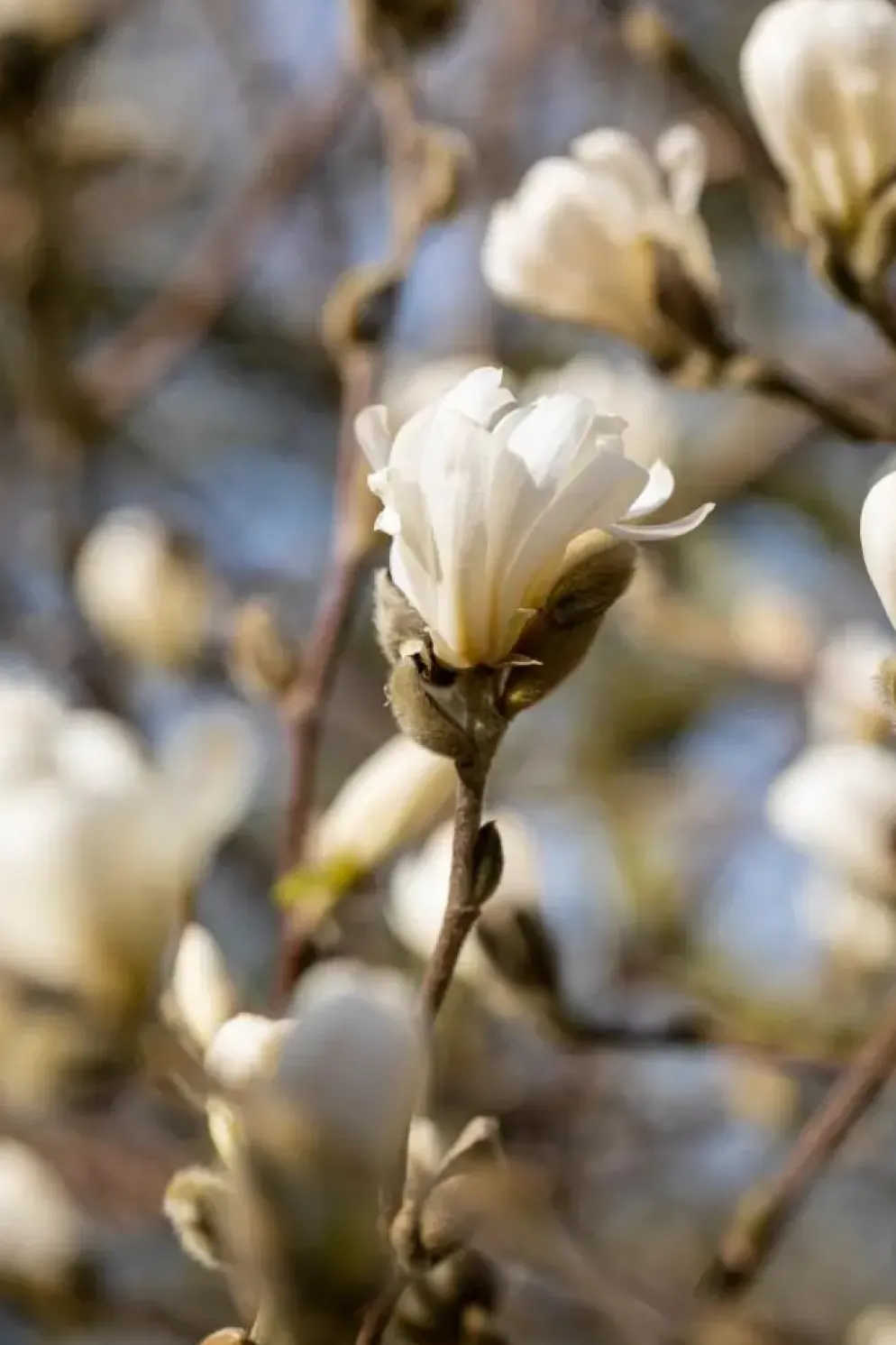 Magnolia stellata (Beverboom)