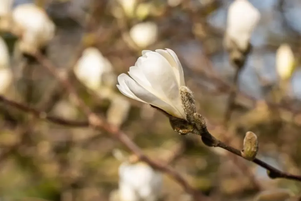 Magnolia stellata (Beverboom)