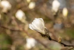 Magnolia stellata (Beverboom)