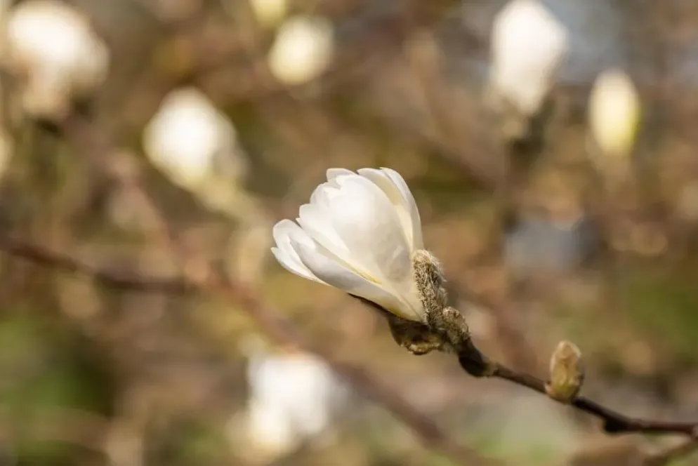 Magnolia stellata (Beverboom)