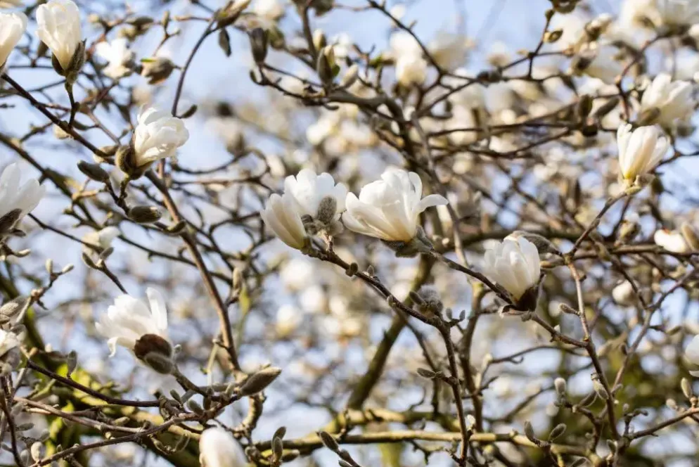 Magnolia stellata (Beverboom)