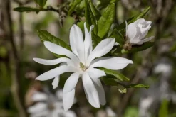 Magnolia stellata (Beverboom)