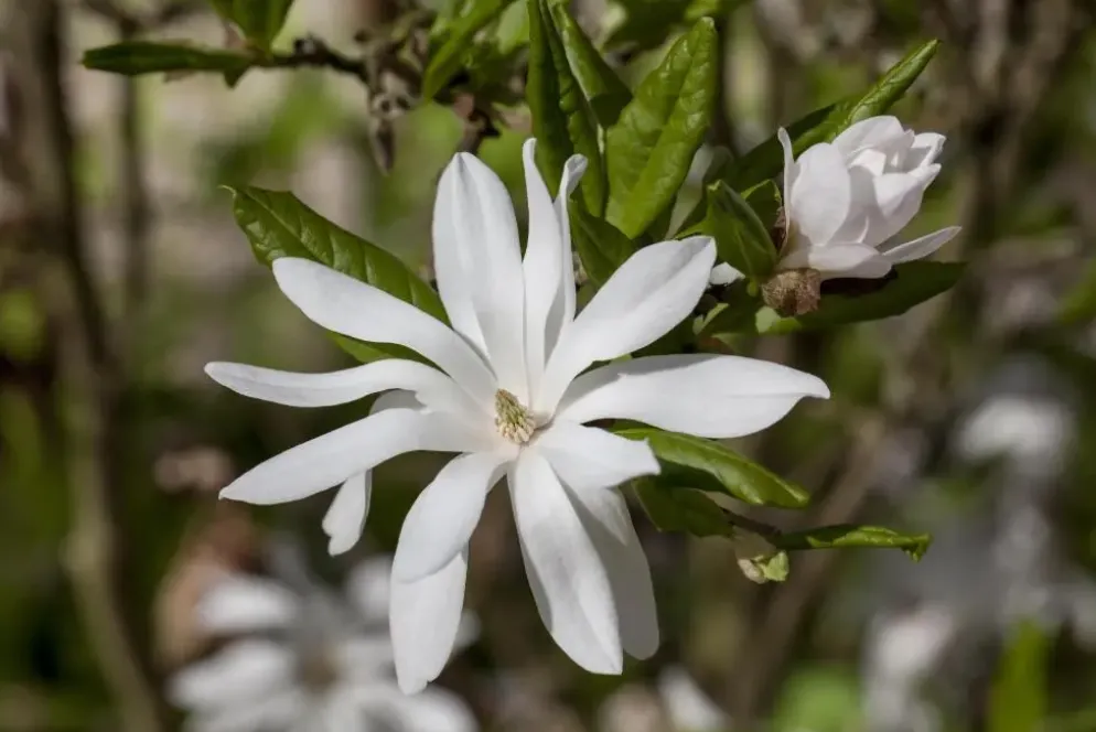 Magnolia stellata (Beverboom)