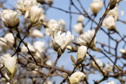 Magnolia stellata (Beverboom)