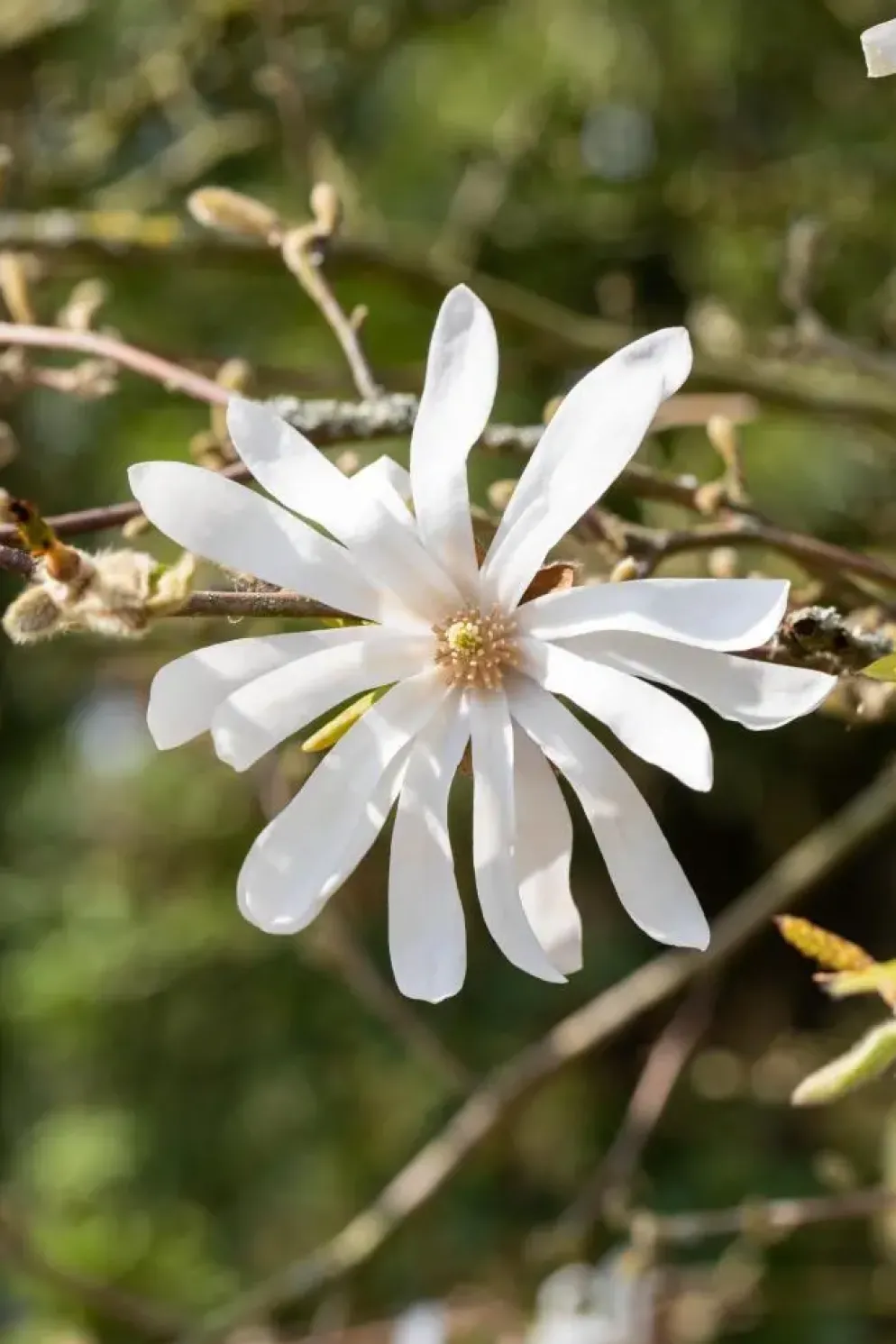 Magnolia stellata (Beverboom)