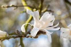 Magnolia stellata (Beverboom)