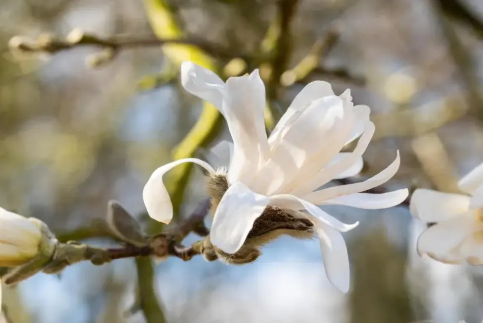 Magnolia stellata (Beverboom)