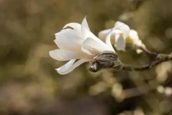 Magnolia stellata (Beverboom)