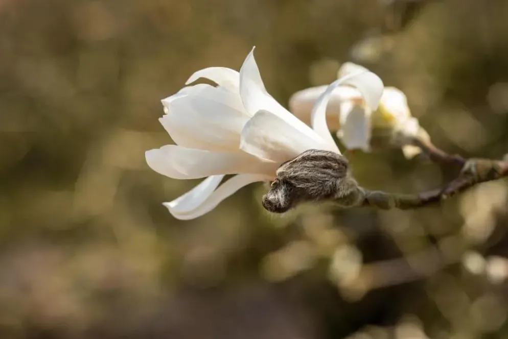 Magnolia stellata (Beverboom)