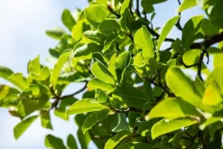 Magnolia stellata (Beverboom)
