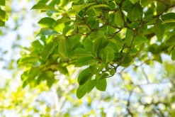 Magnolia stellata (Beverboom)