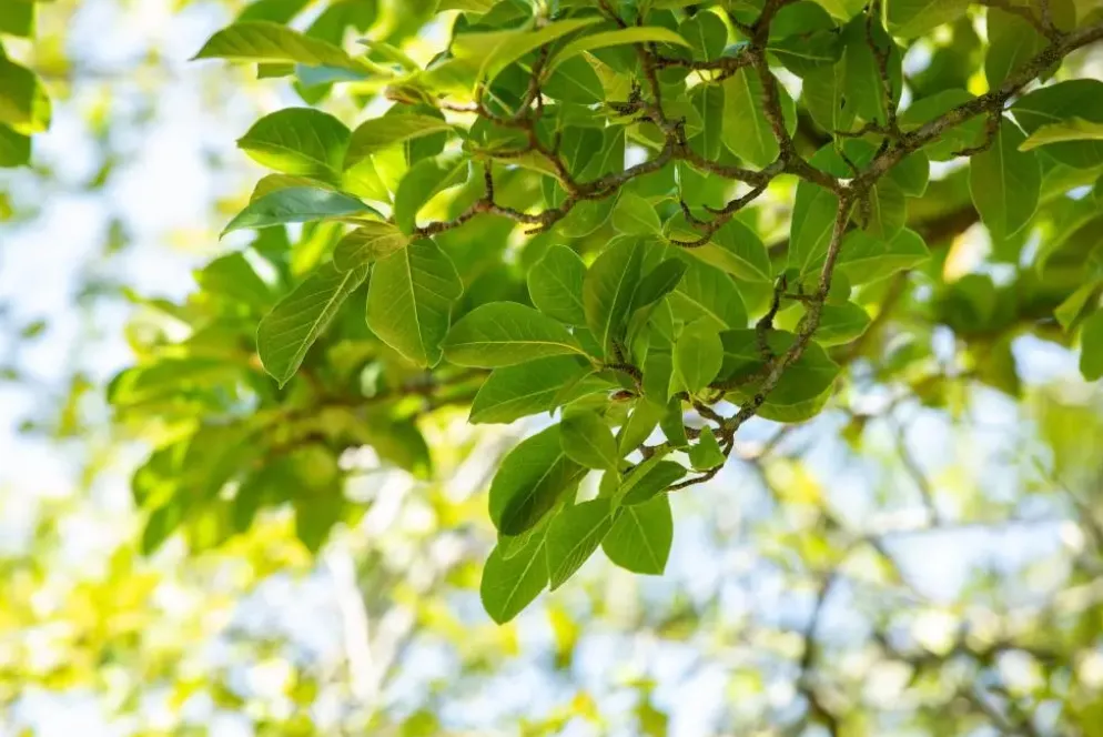 Magnolia stellata (Beverboom)