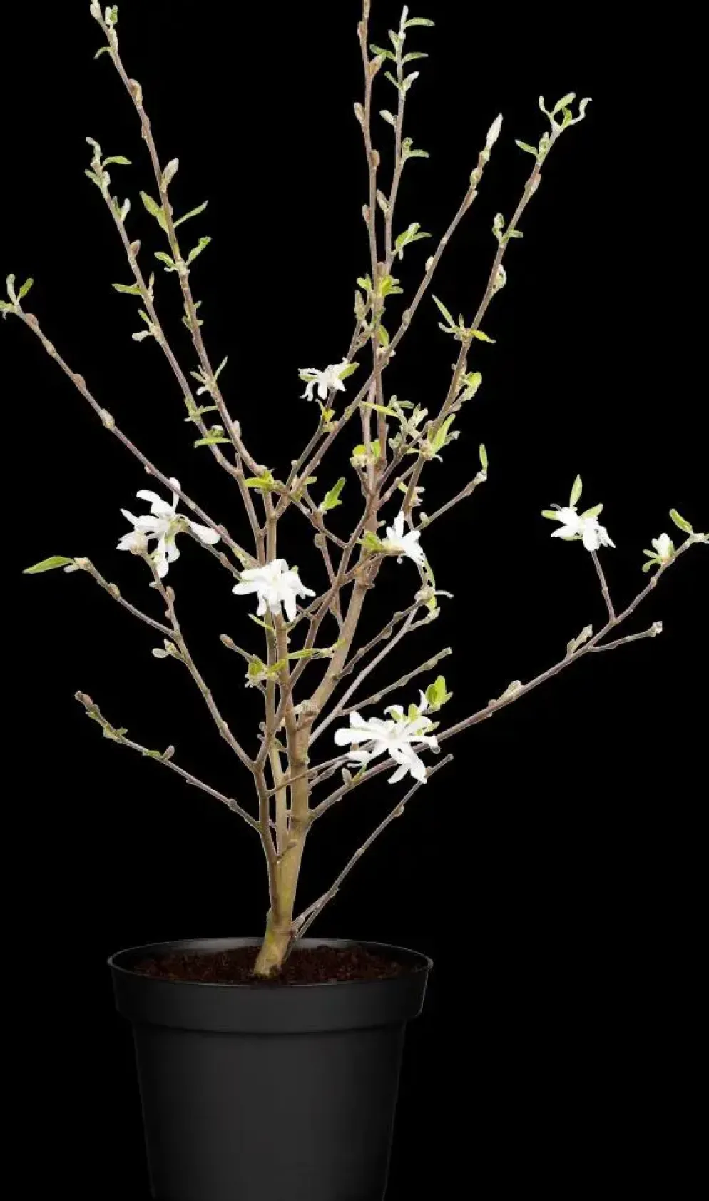 Magnolia stellata (Beverboom)